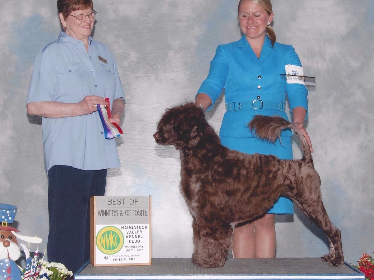 Portuguese Water Dog Puppies breeder image 1