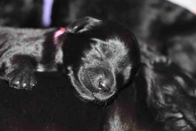 Portuguese Water Dog Puppies media 2