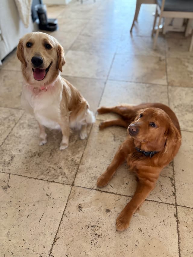 Salty paws Golden Retriever Puppies media 2
