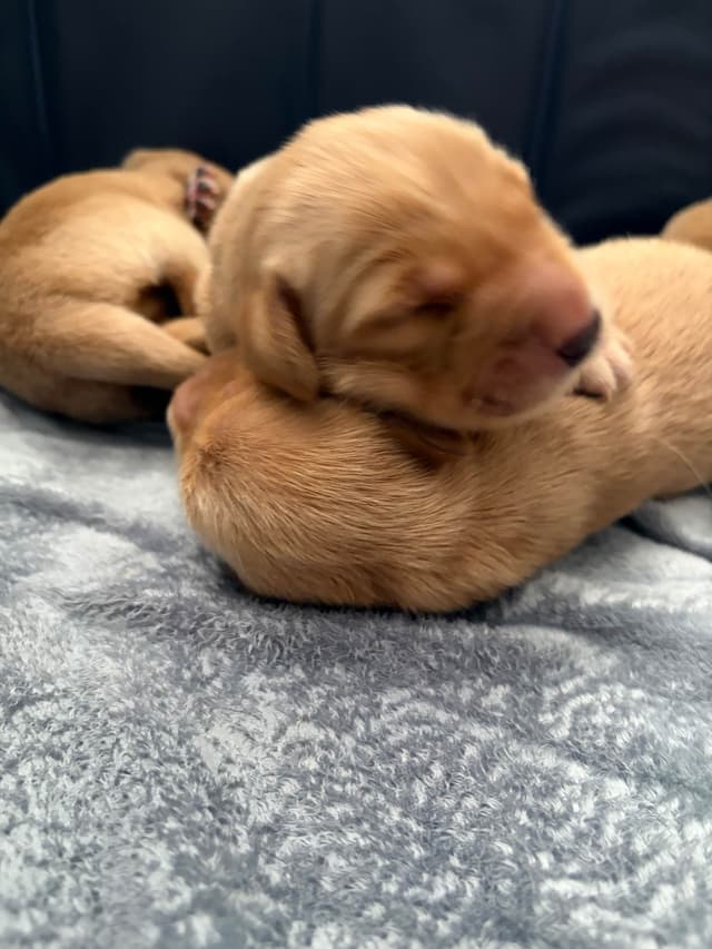 Salty paws Golden Retriever Puppies media 5