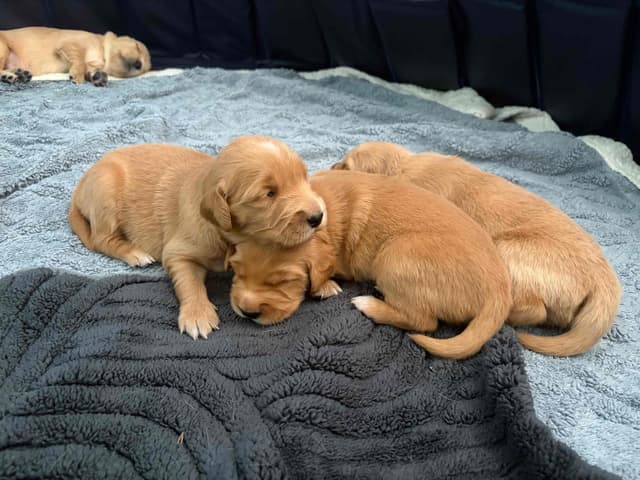 Salty paws Golden Retriever Puppies media 6