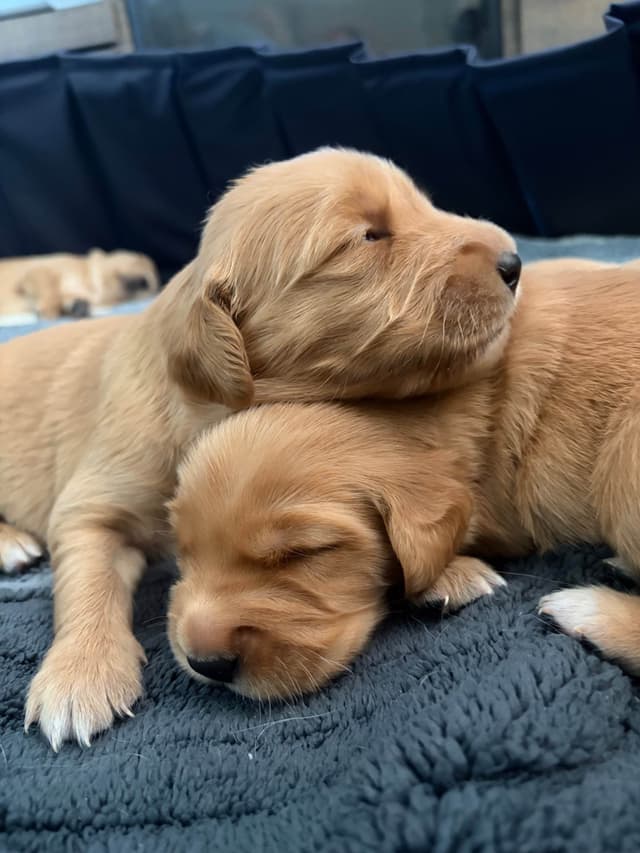 Salty paws Golden Retriever Puppies media 8