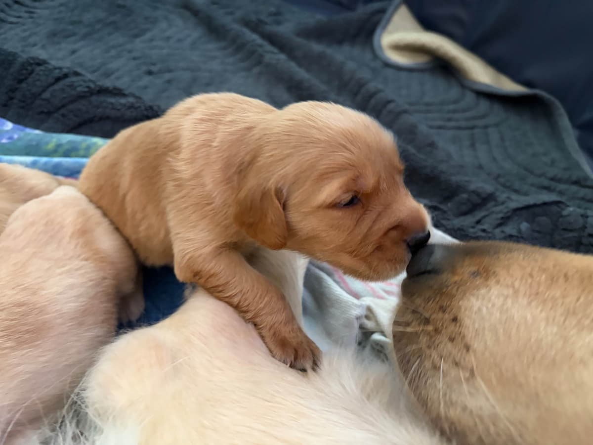 Salty paws Golden Retriever Puppies breeder image 1