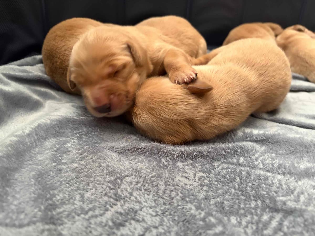 Salty paws Golden Retriever Puppies breeder image 3