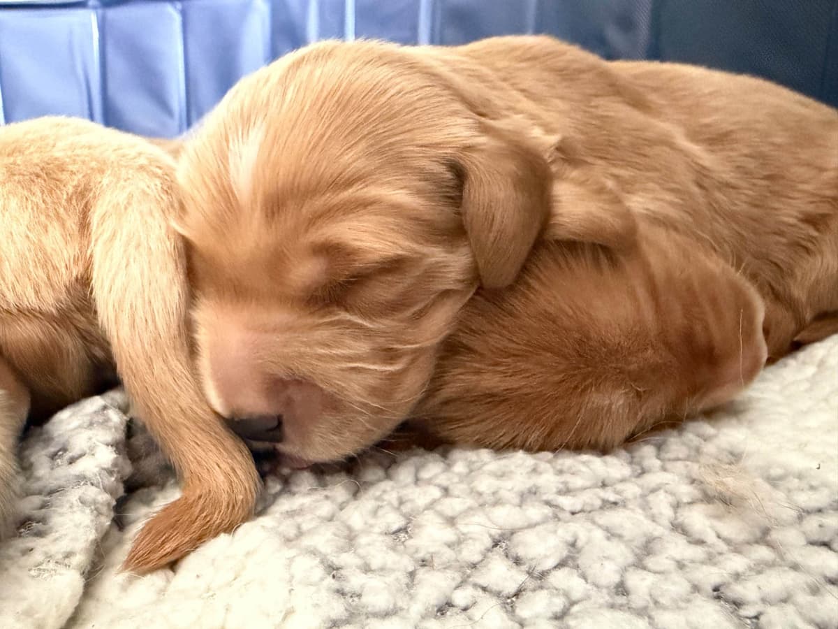 Salty paws Golden Retriever Puppies breeder image 6