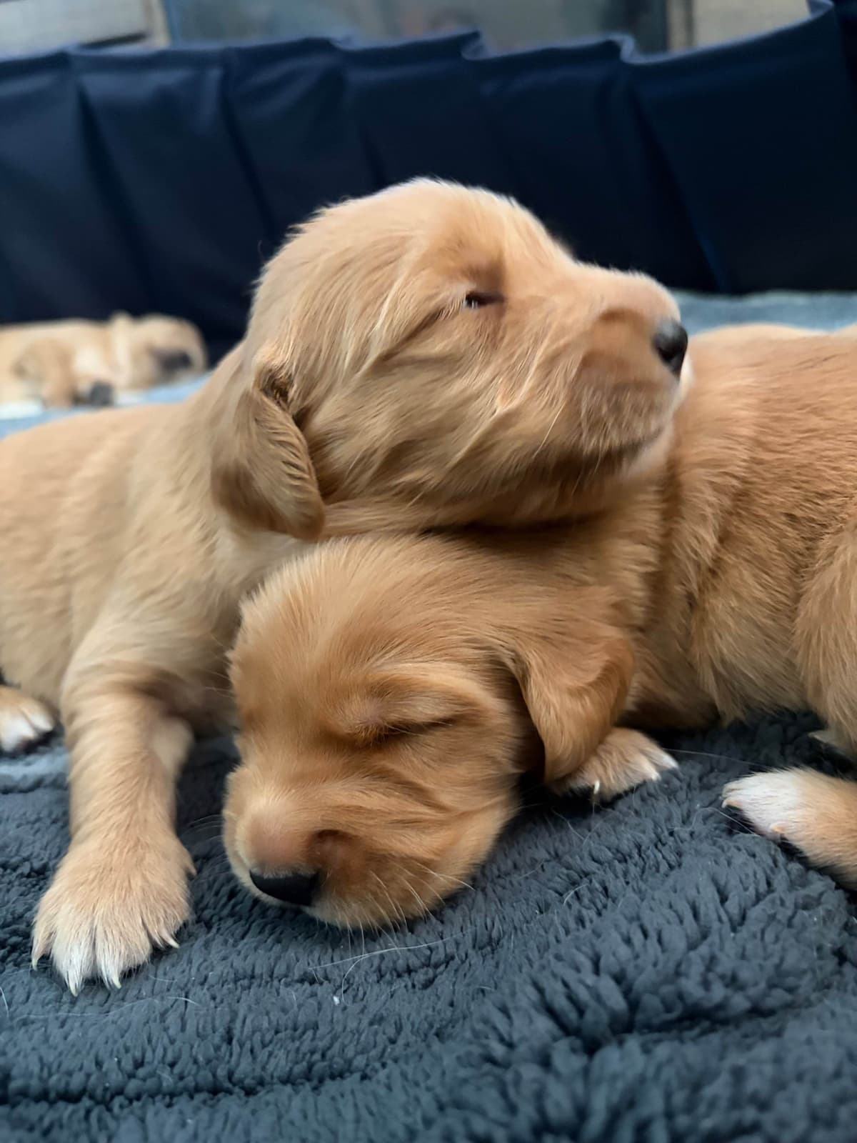 Salty paws Golden Retriever Puppies breeder image 9