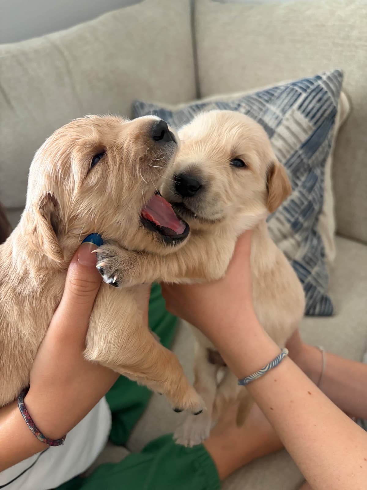 Salty paws Golden Retriever Puppies breeder image 10