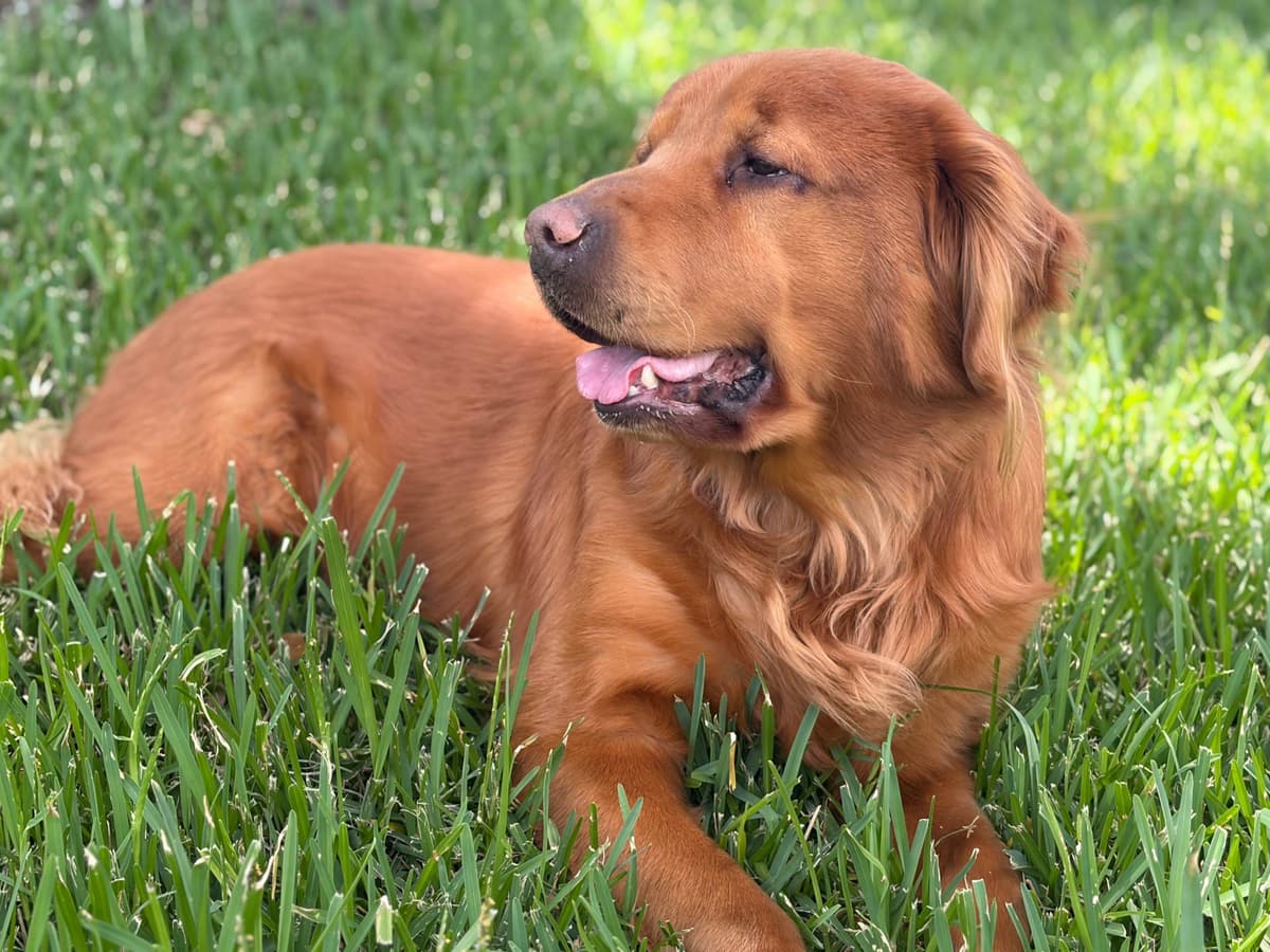 Salty paws Golden Retriever Puppies breeder image 8