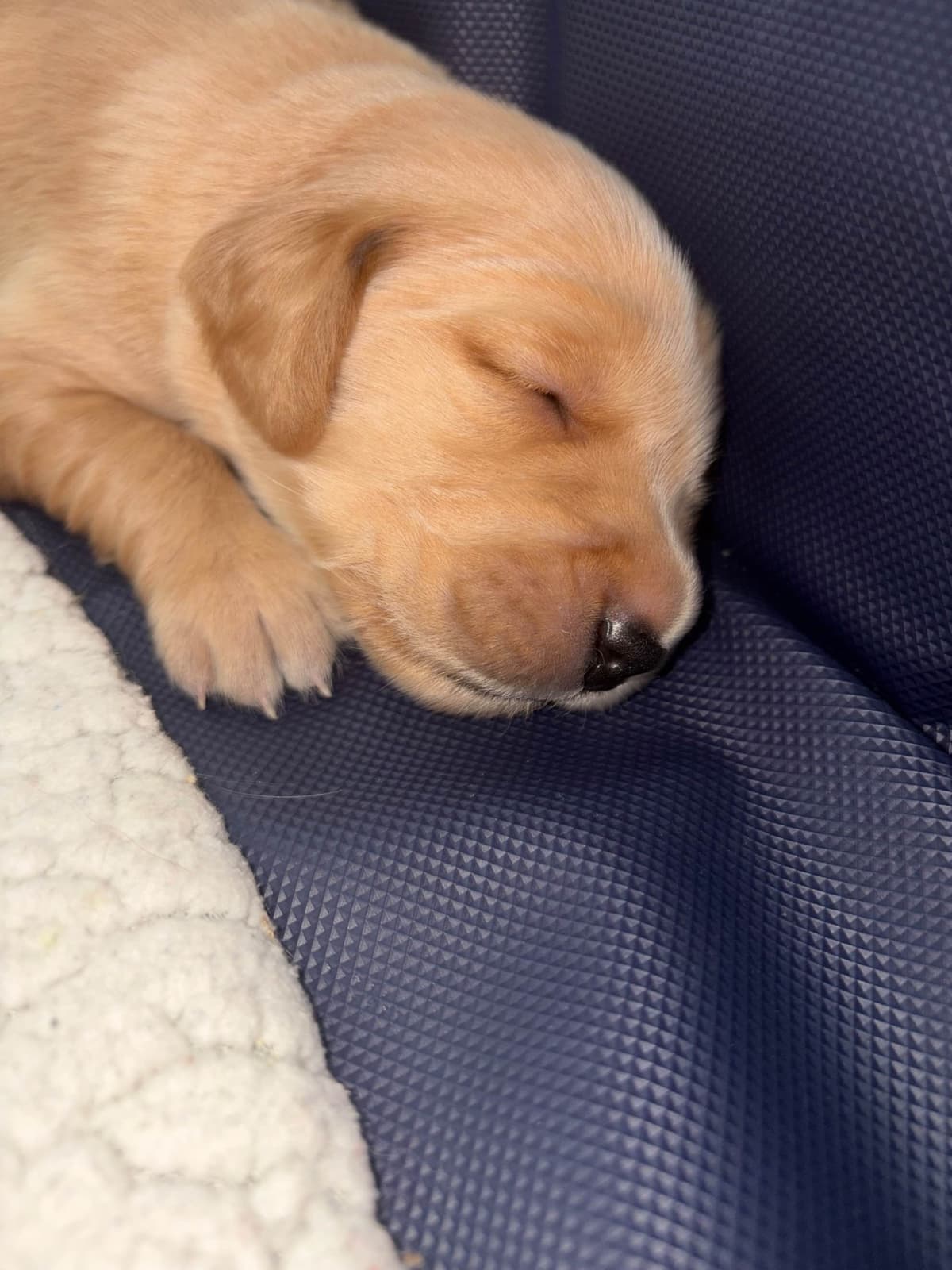 Salty paws Golden Retriever Puppies breeder image 11