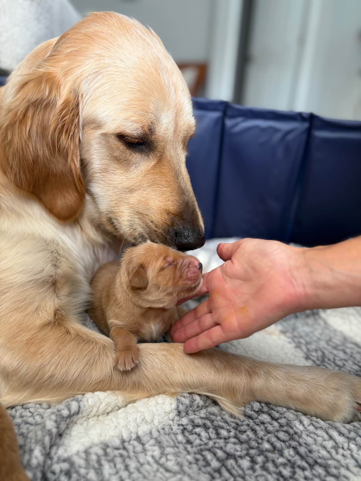 Salty paws Golden Retriever Puppies breeder image 12