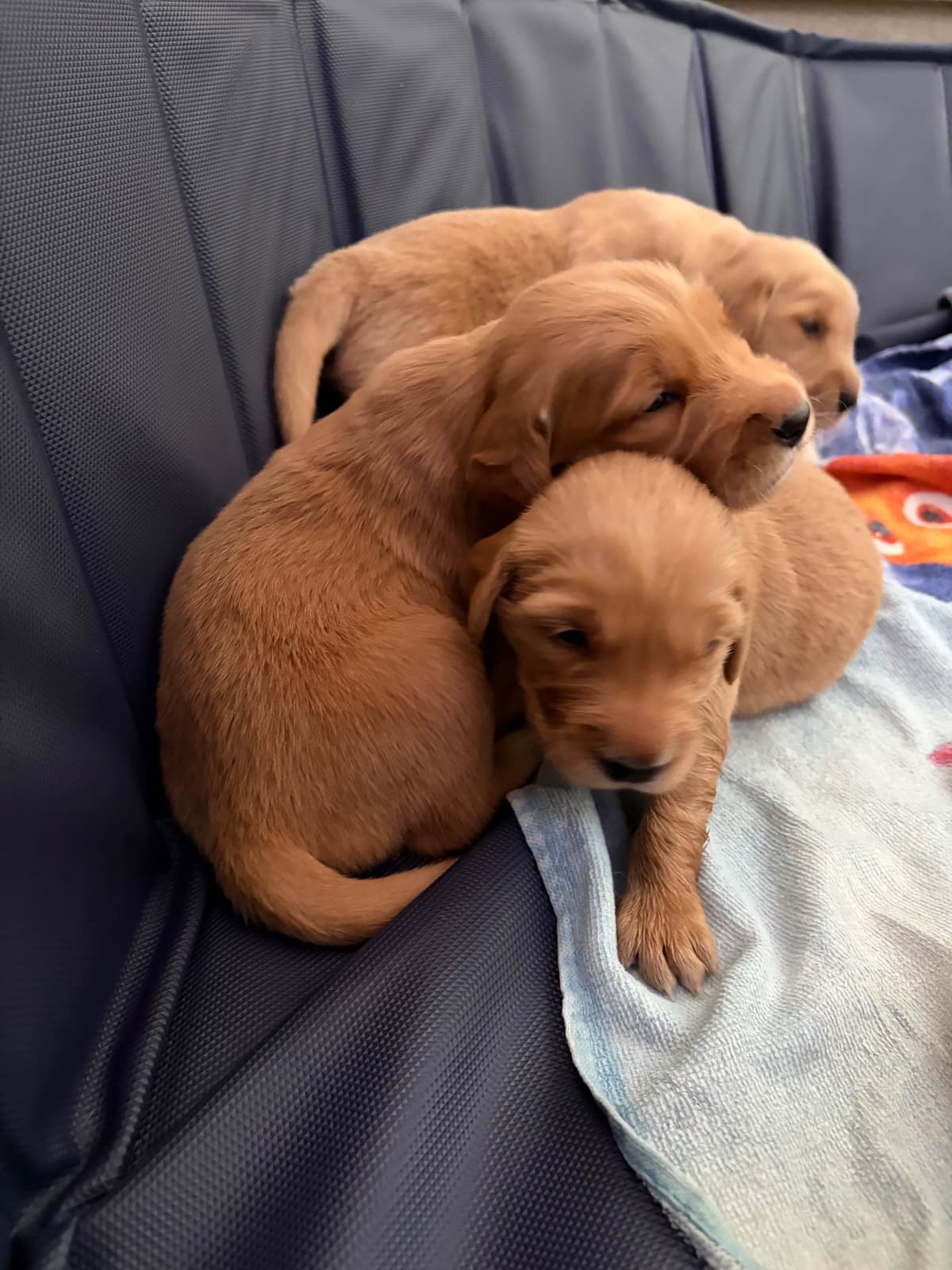 Salty paws Golden Retriever Puppies breeder image 15