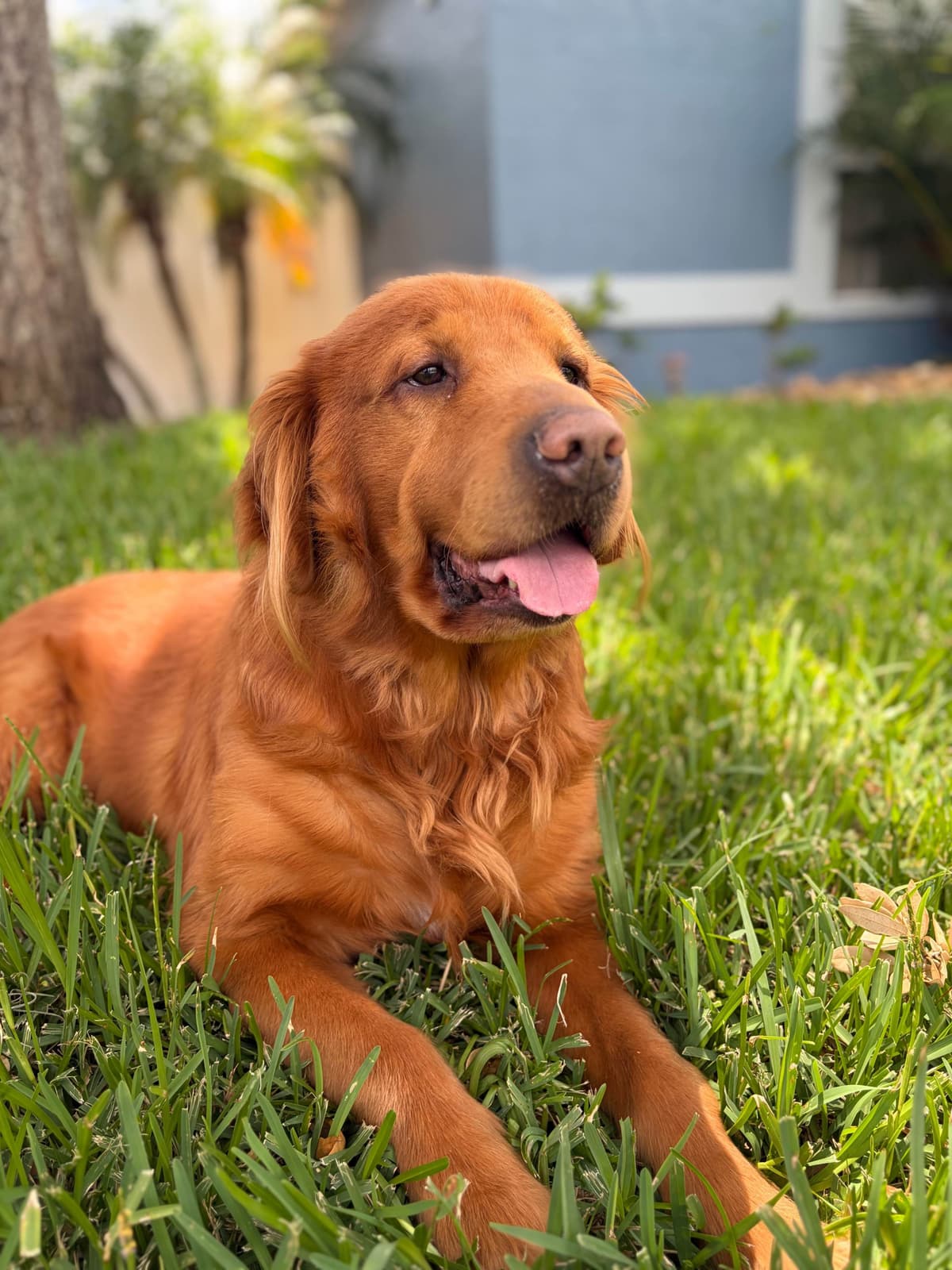 Salty paws Golden Retriever Puppies breeder image 16