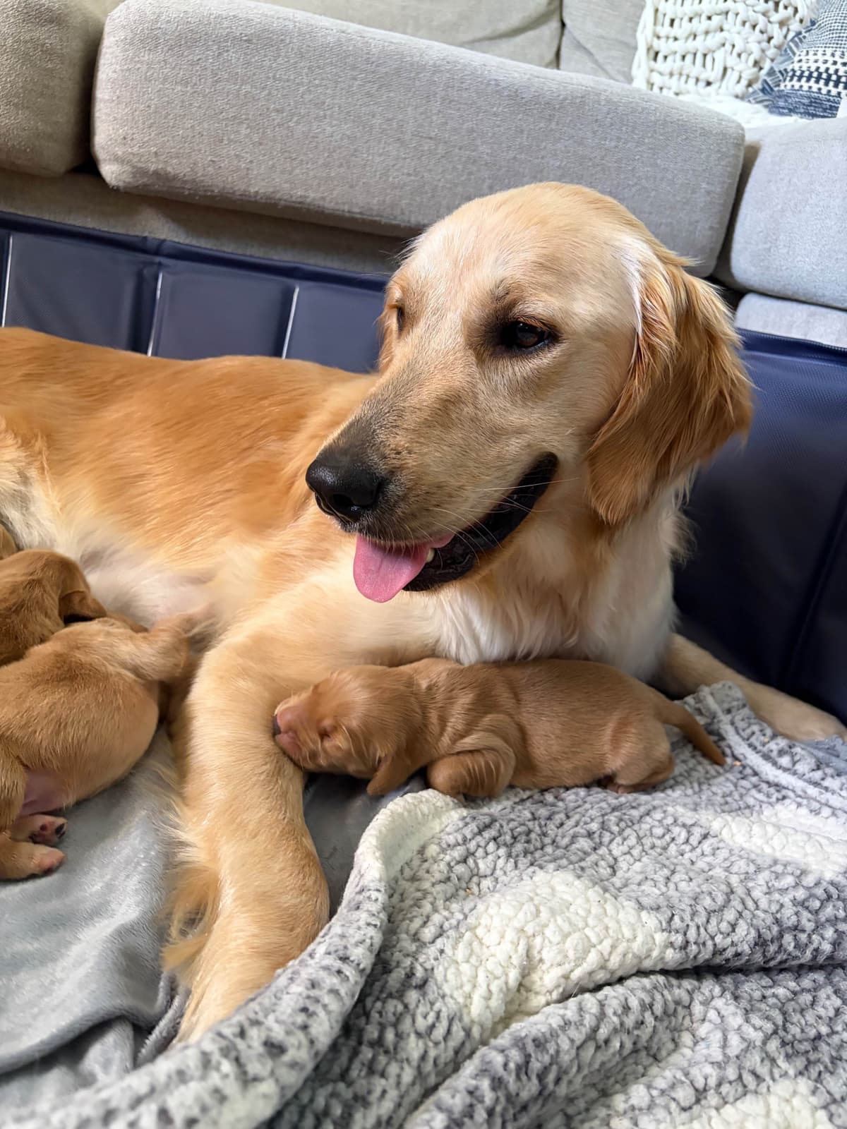 Salty paws Golden Retriever Puppies breeder image 18