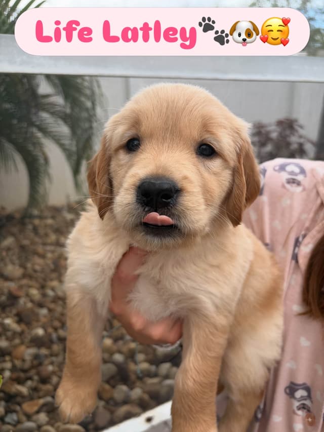Salty paws Golden Retriever Puppies media 10