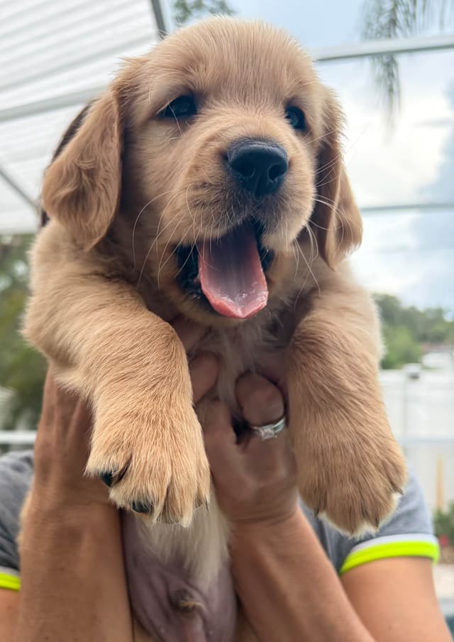 Salty paws Golden Retriever Puppies media 12