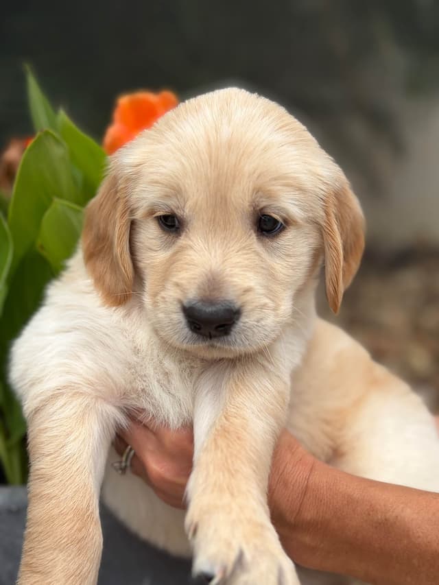 Salty paws Golden Retriever Puppies media 11