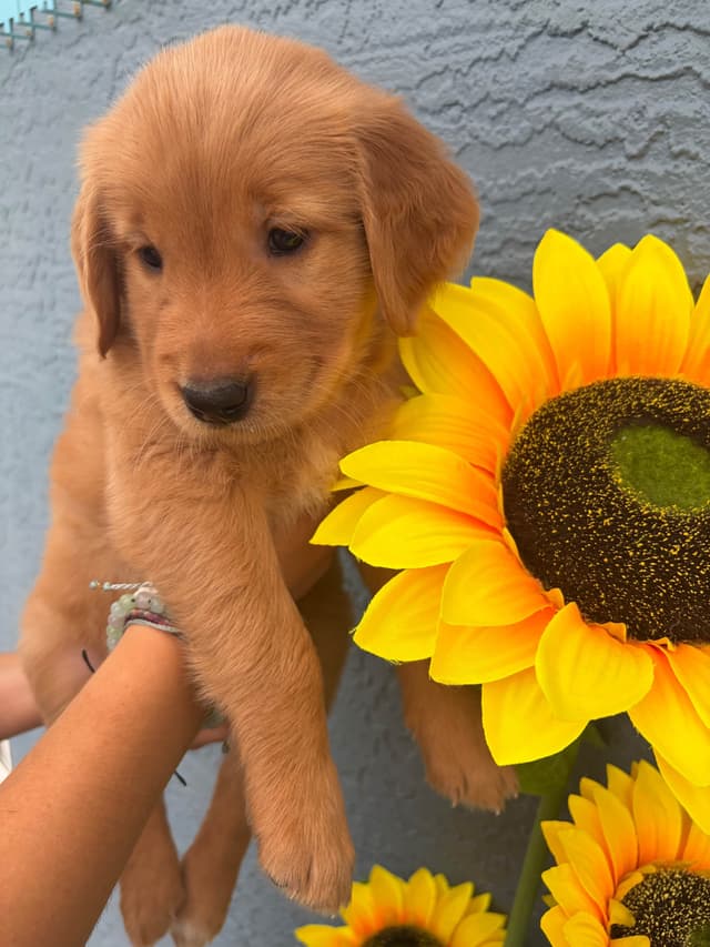 Salty paws Golden Retriever Puppies media 13