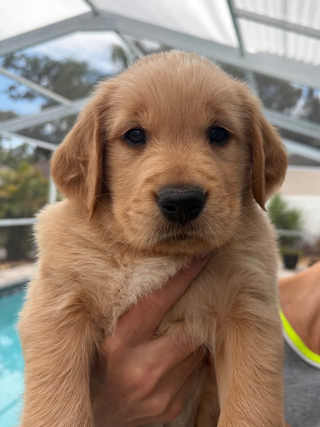 Salty paws Golden Retriever Puppies media 15