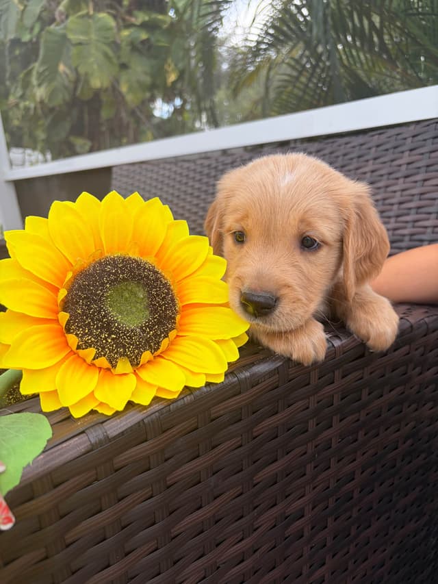 Salty paws Golden Retriever Puppies media 16