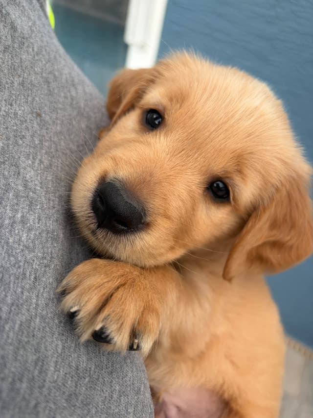 Salty paws Golden Retriever Puppies media 19