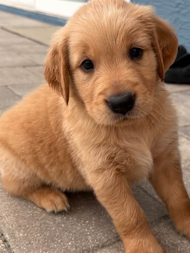 Salty paws Golden Retriever Puppies media 18