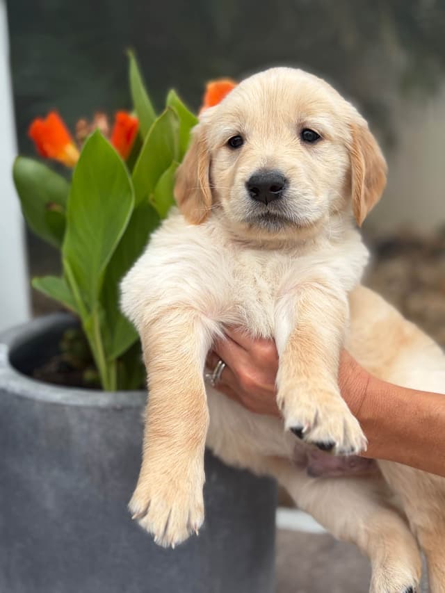 Salty paws Golden Retriever Puppies media 20