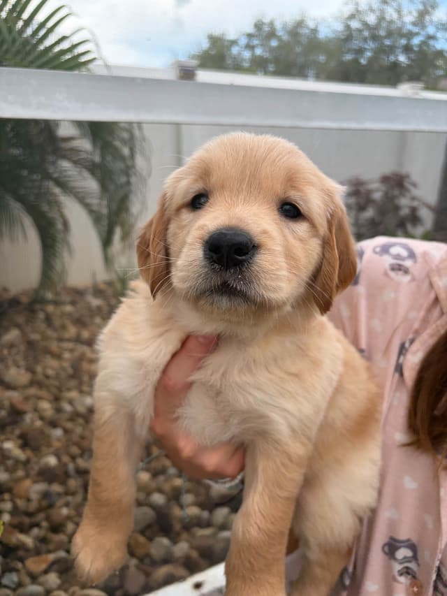 Salty paws Golden Retriever Puppies media 21