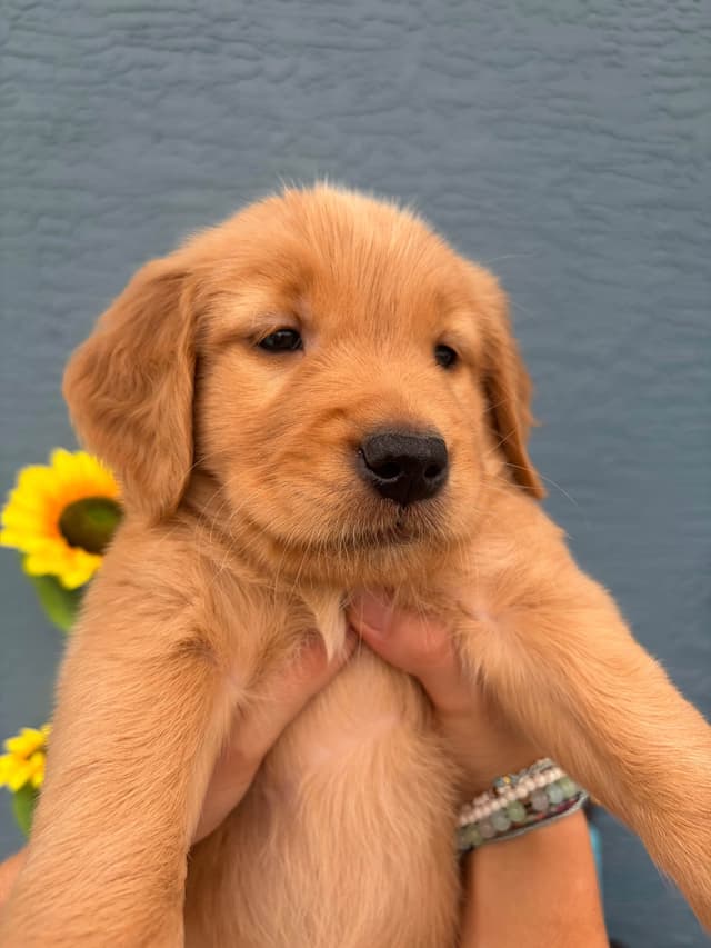Salty paws Golden Retriever Puppies media 22