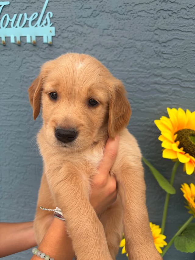 Salty paws Golden Retriever Puppies media 23