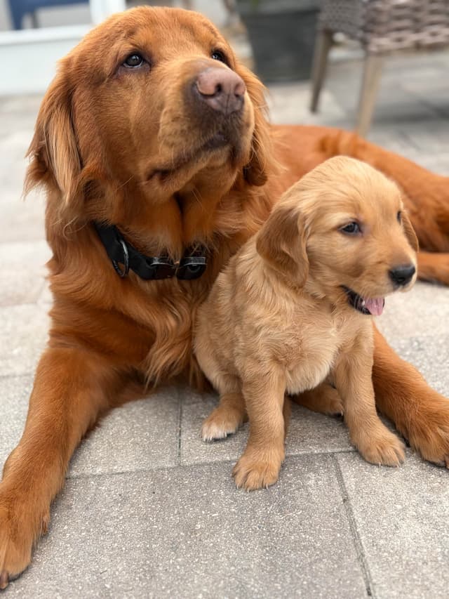 Salty paws Golden Retriever Puppies media 24