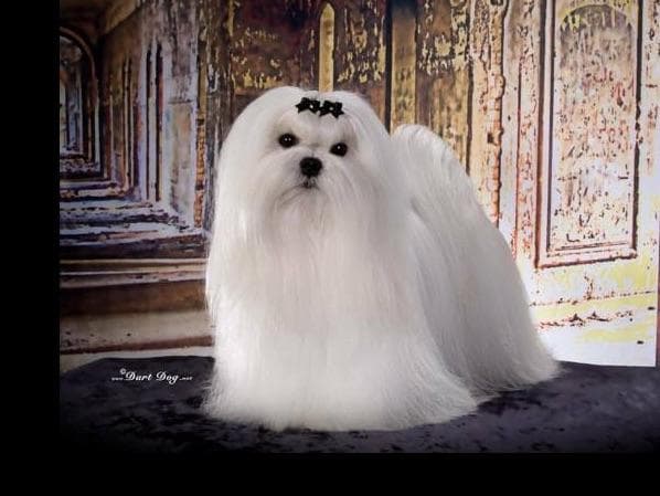 Melitica Maltese breeder image 34