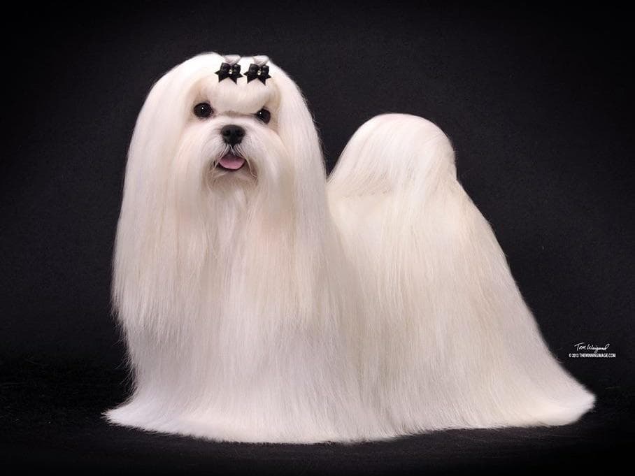 Melitica Maltese breeder image 33