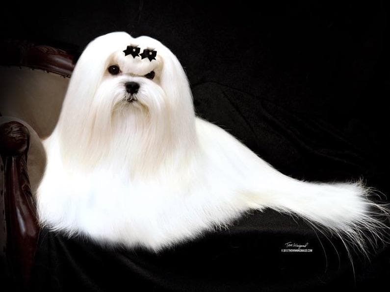 Melitica Maltese breeder image 15
