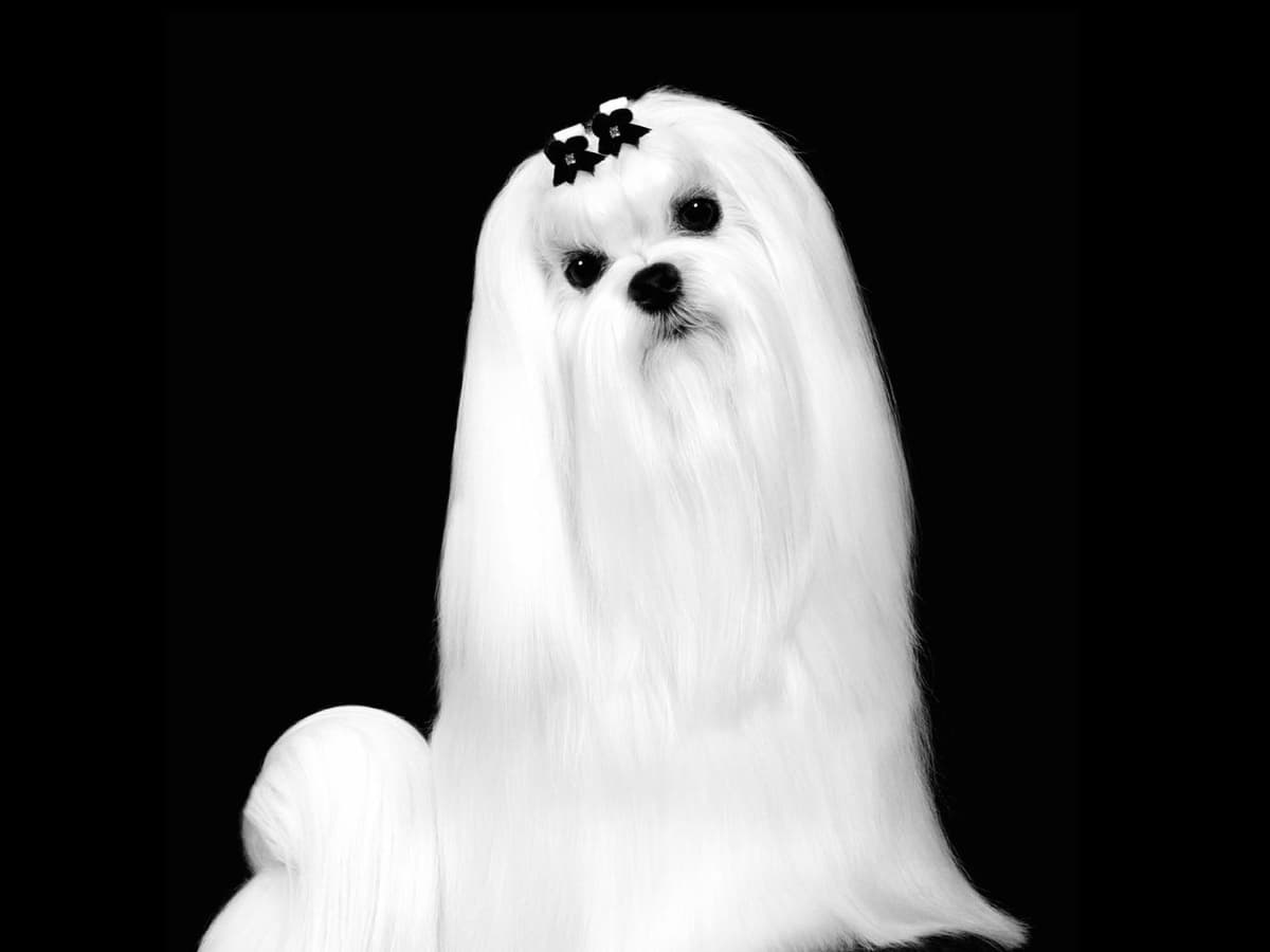 Melitica Maltese breeder image 3