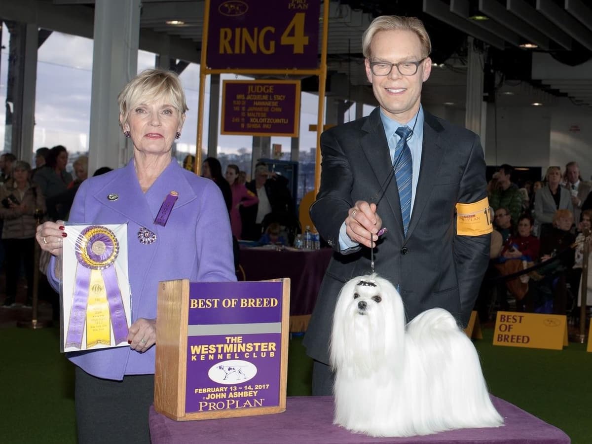 Melitica Maltese breeder image 30