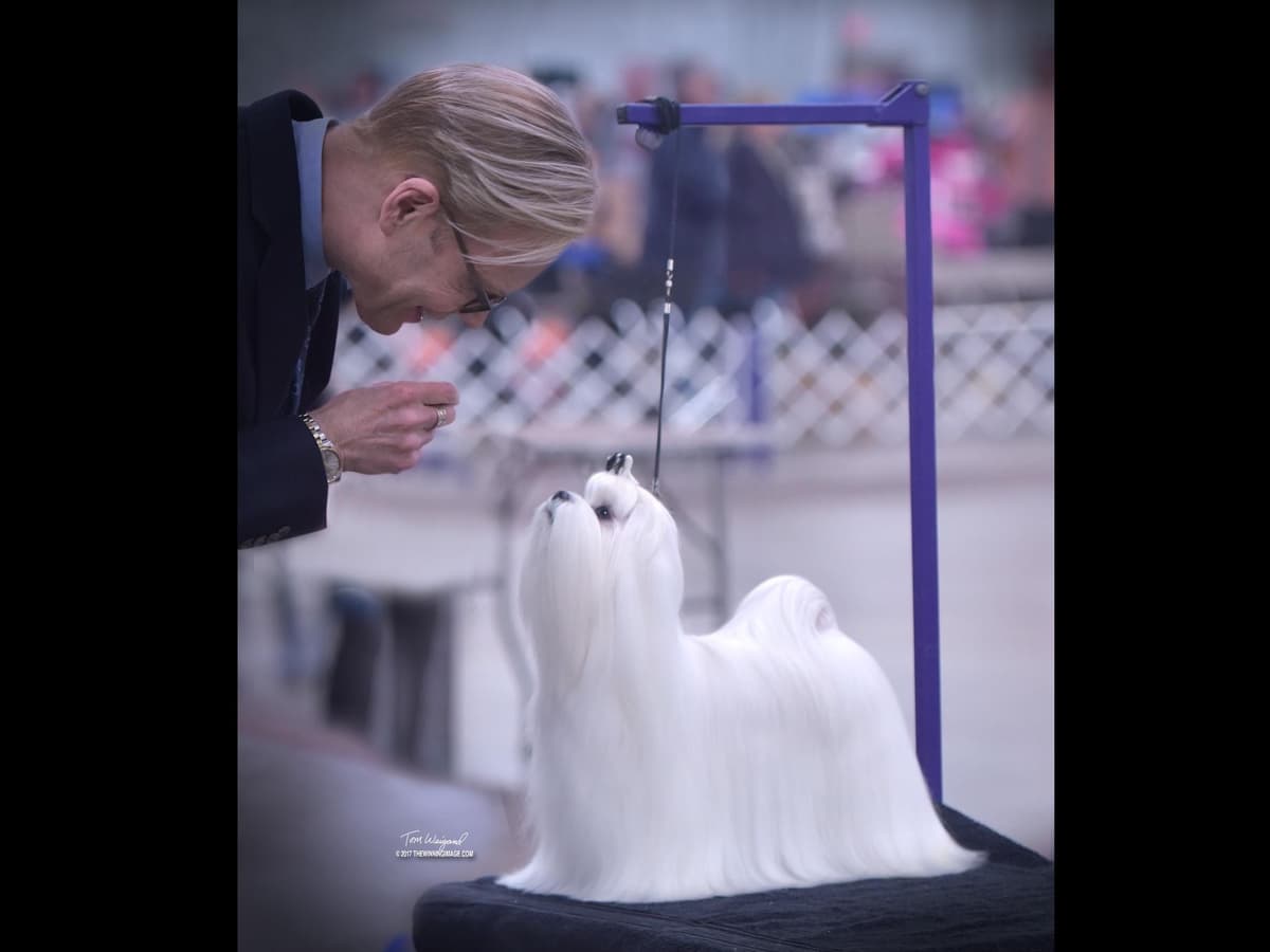 Melitica Maltese breeder image 29