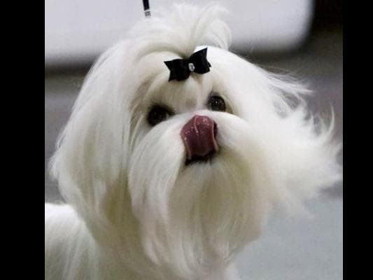 Melitica Maltese breeder image 28