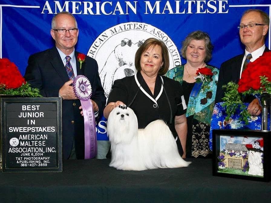 Melitica Maltese breeder image 26