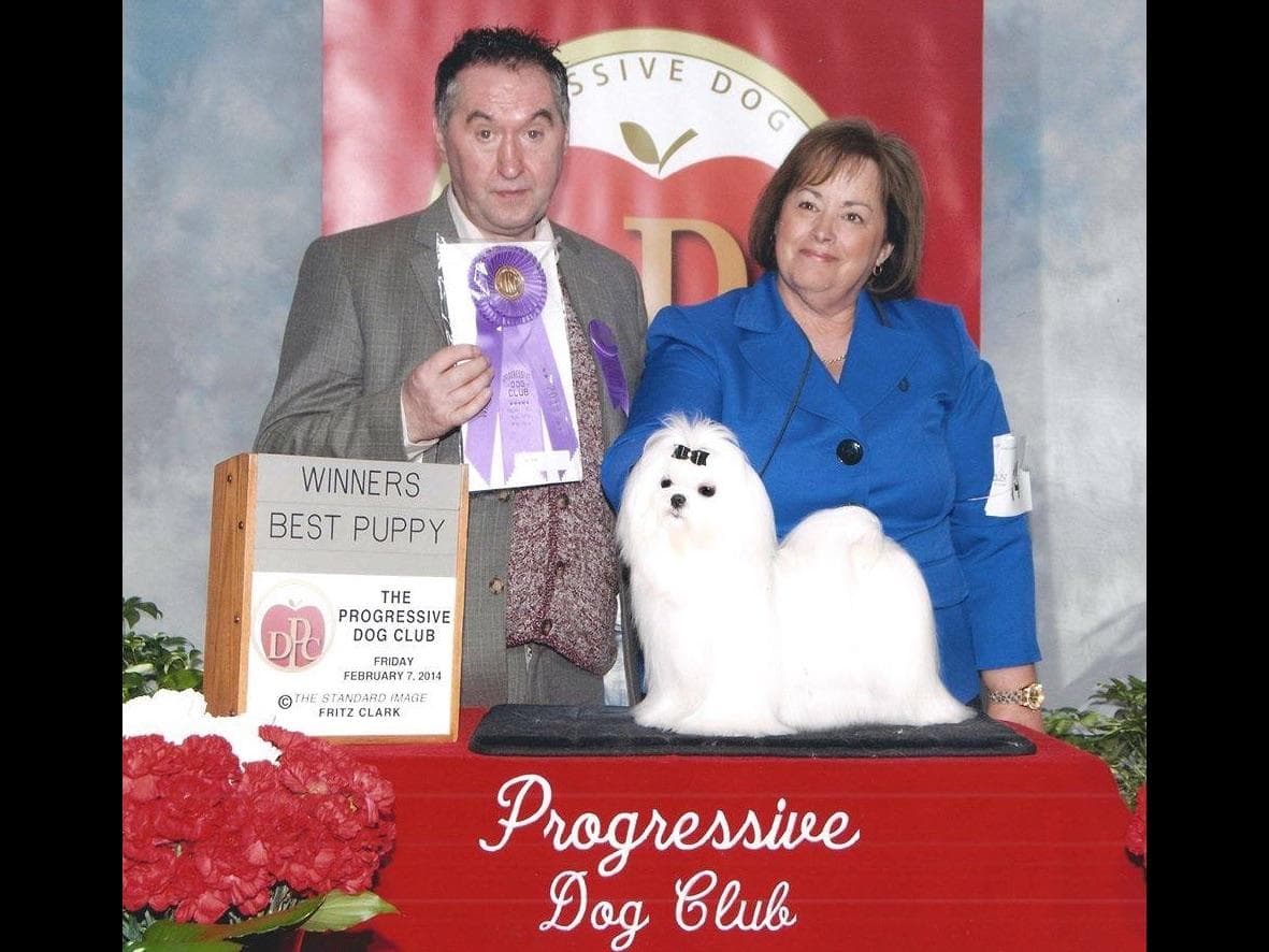 Melitica Maltese breeder image 25