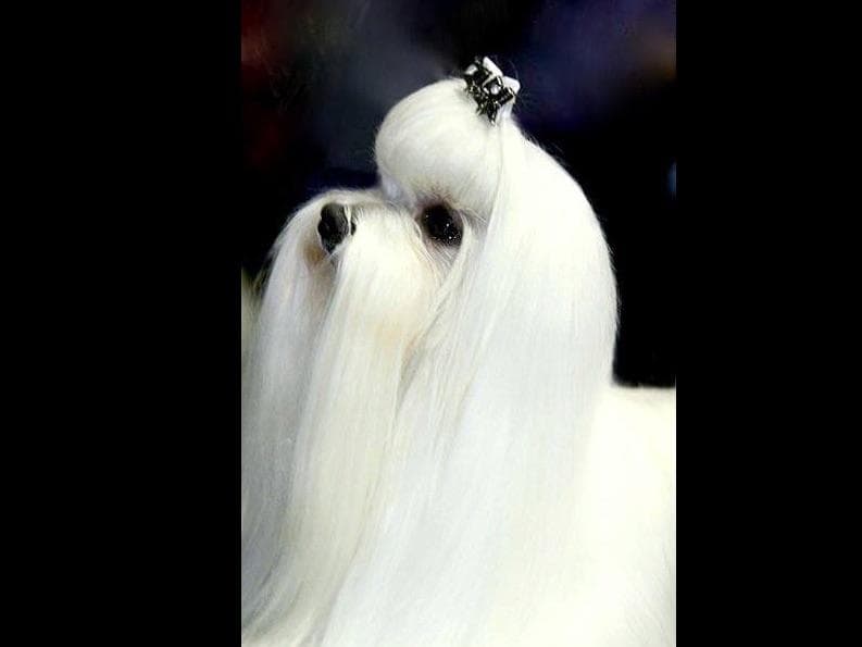 Melitica Maltese breeder image 23