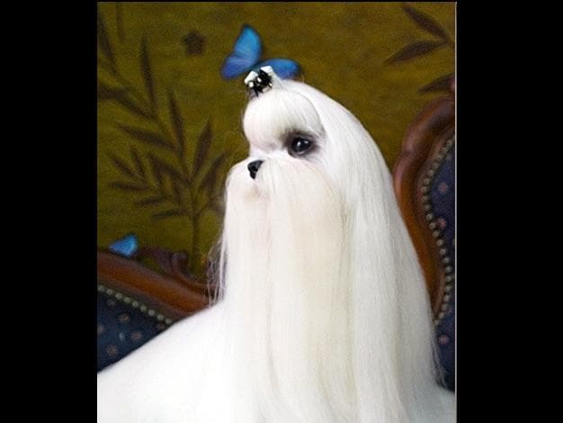 Melitica Maltese breeder image 22