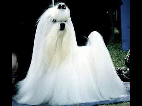 Melitica Maltese breeder image 21