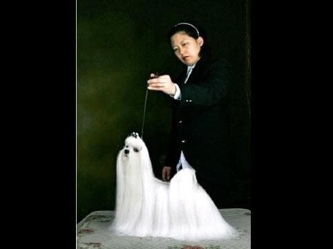 Melitica Maltese breeder image 20