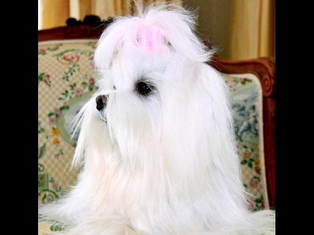 Melitica Maltese breeder image 19