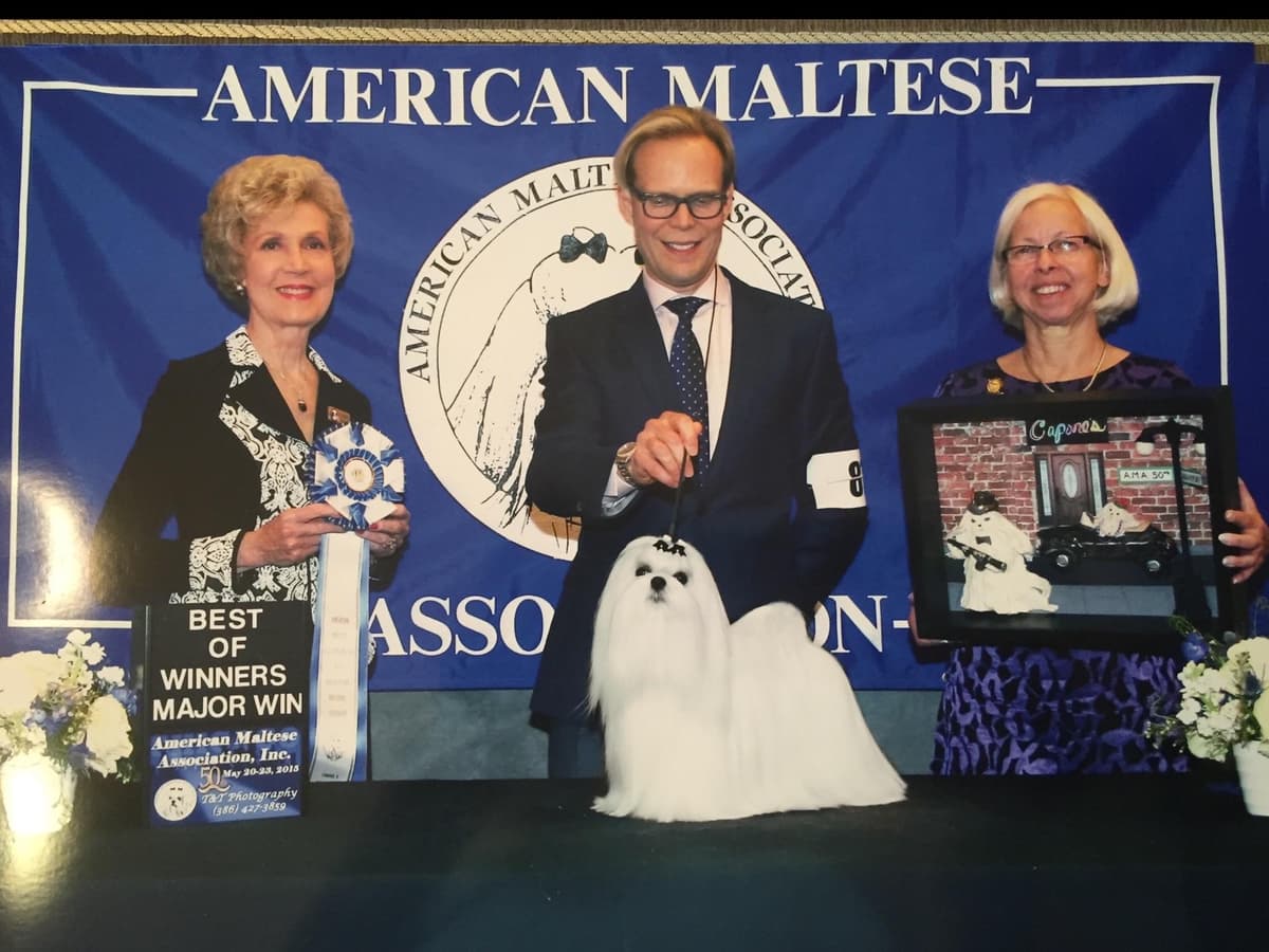Melitica Maltese breeder image 17