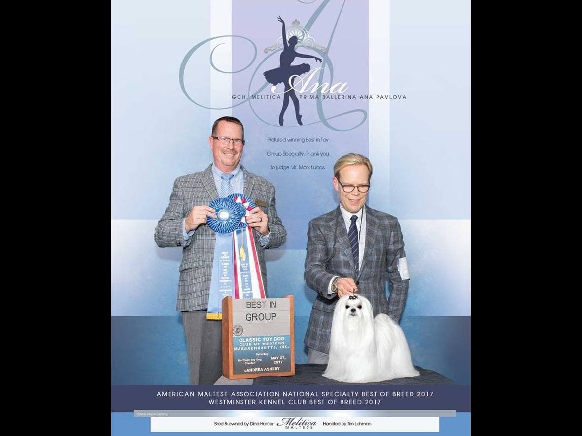 Melitica Maltese breeder image 14