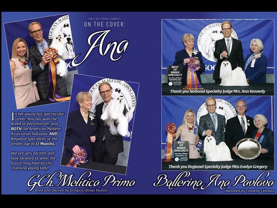 Melitica Maltese breeder image 12