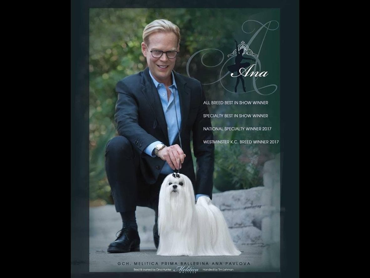 Melitica Maltese breeder image 9