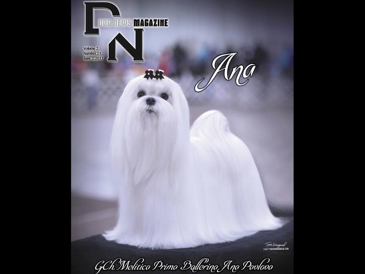 Melitica Maltese breeder image 8