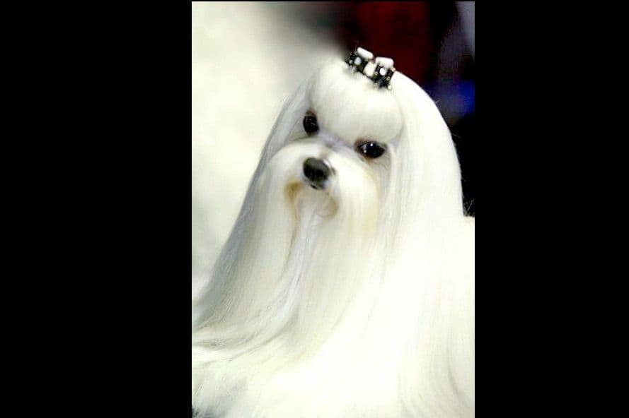 Melitica Maltese breeder image 5